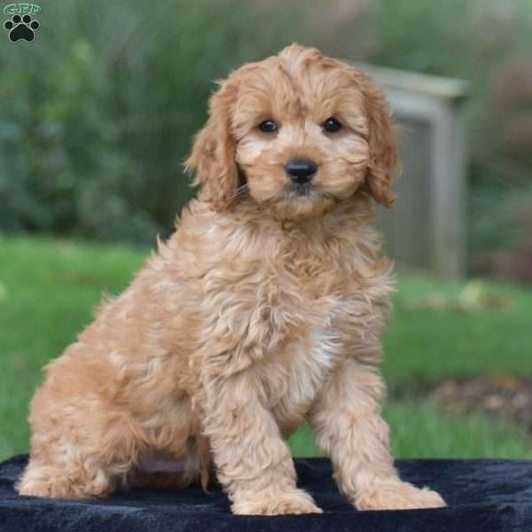 Jordan, Cavapoo Puppy